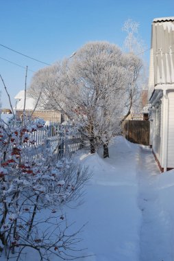 Karla kaplı bitkiler, Omsk bölgesi, Rusya