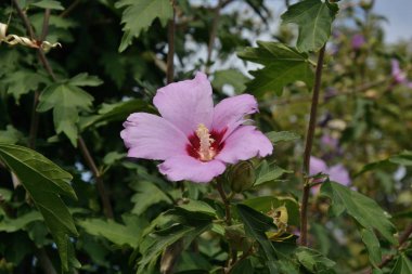 Hibiscus syriacus                            