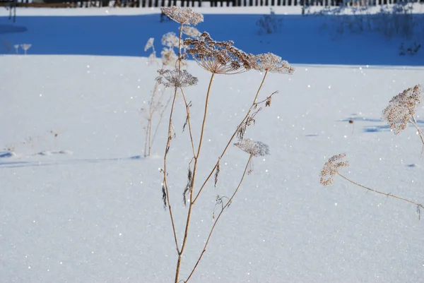 Plantas cubiertas de nieve, región de Omsk, Rusia —  Fotos de Stock