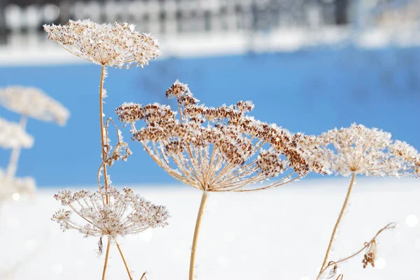 Plantas cubiertas de nieve, región de Omsk, Rusia — Foto de Stock