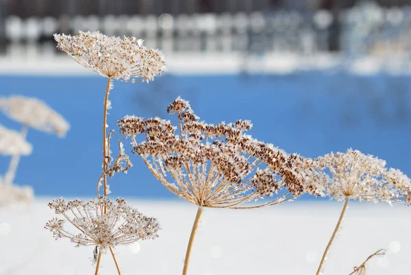 Plantas cubiertas de nieve, región de Omsk, Rusia — Foto de Stock