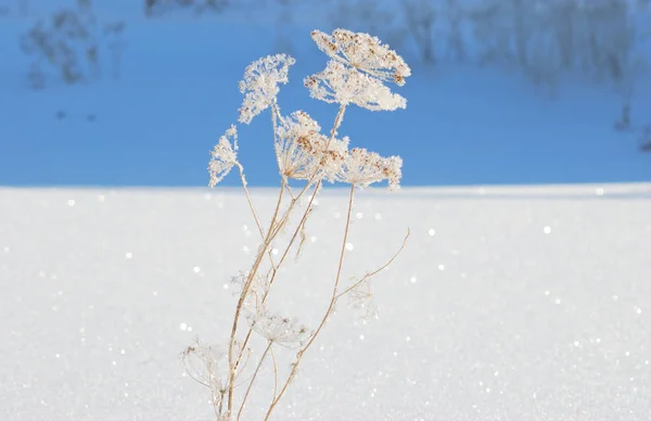 Plantas cubiertas de nieve, región de Omsk, Rusia — Foto de Stock