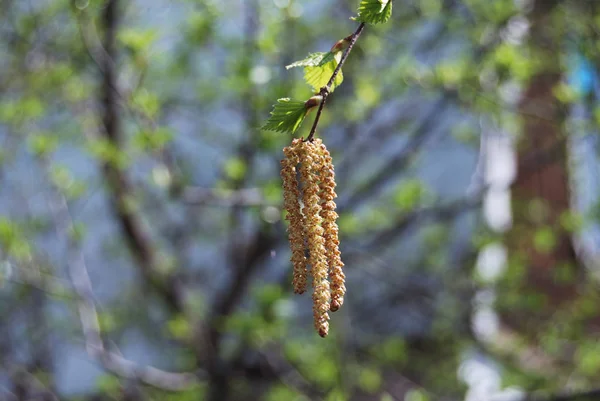 Boucles d'oreilles en bouleau — Photo