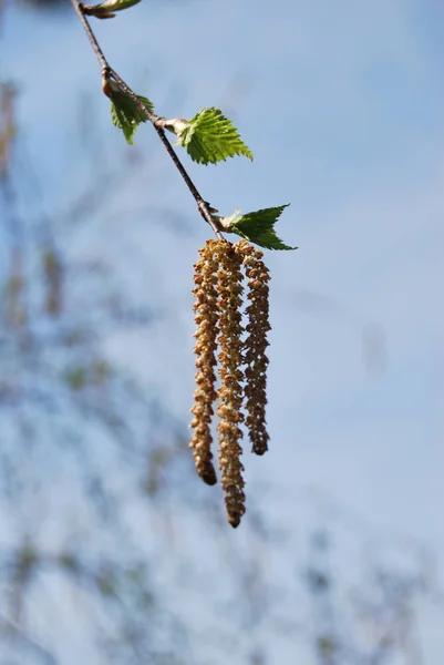 Boucles d'oreilles en bouleau — Photo