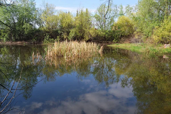 Waldteich — Stockfoto