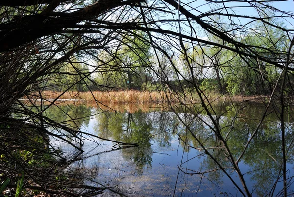 Lagoa da floresta — Fotografia de Stock