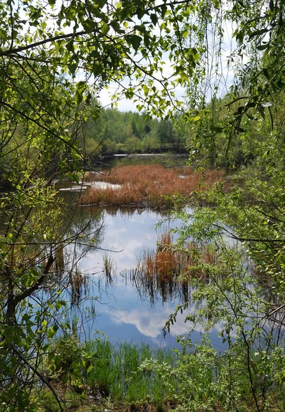 숲 연못 — 스톡 사진