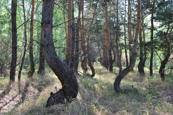 Δάσος δρομάκι — Φωτογραφία Αρχείου