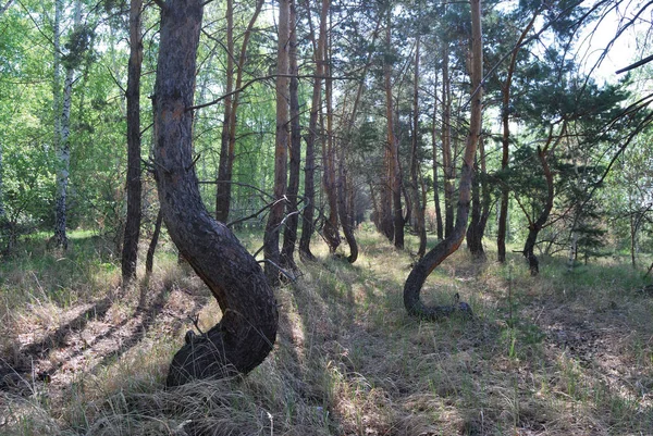 Callejón forestal — Foto de Stock