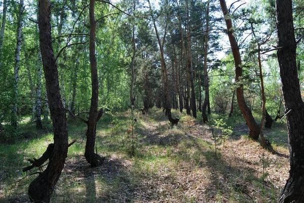 Лесная аллея — стоковое фото