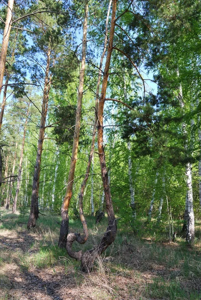 Лесная аллея — стоковое фото