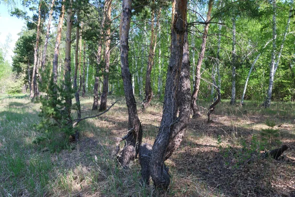 Лесная аллея — стоковое фото