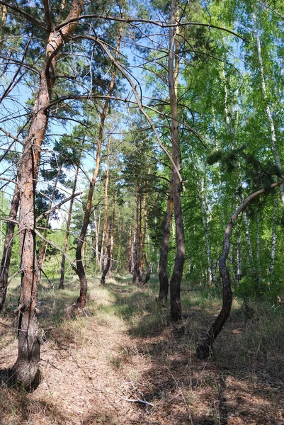 Skogen gränd — Stockfoto