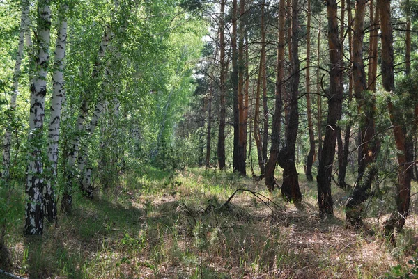 Лесная аллея — стоковое фото