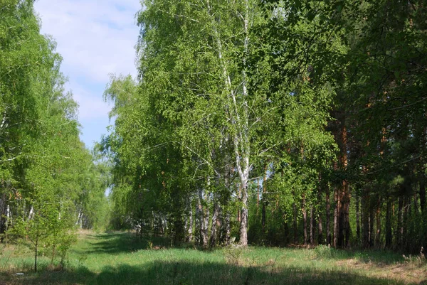 Лесная аллея — стоковое фото