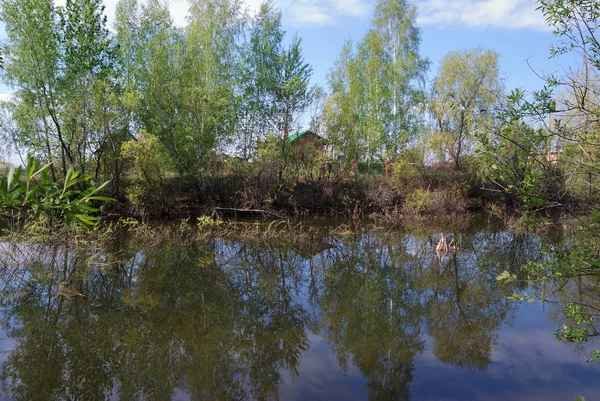 숲 연못 — 스톡 사진