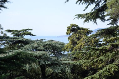 Koniler ile Himalaya sedir Şubesi