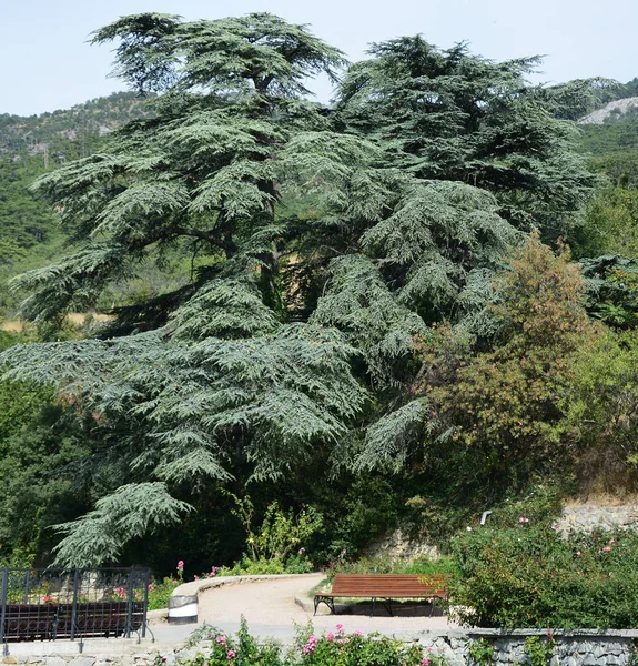 Himalaya cedar med kottar — Stockfoto