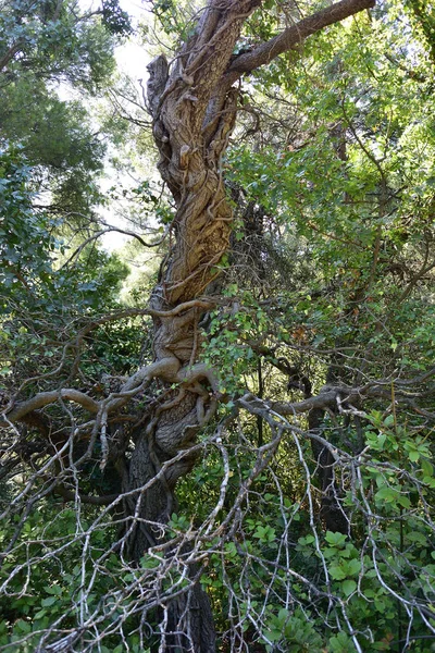 Park Vorontsov Sarayı çevresinde'güzel yerleri — Stok fotoğraf