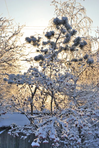 Mit Schnee bedeckte Pflanzen, Gebiet Omsk, Russland — Stockfoto