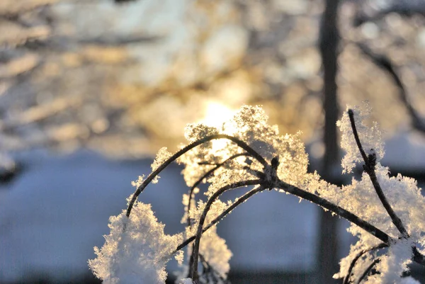 Rostliny pokryté sněhem, Omsk region, Rusko — Stock fotografie