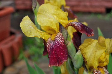 Çiçek Iris Maori Kral                           