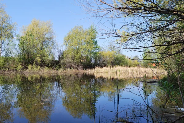 Hutan Pond — Stok Foto