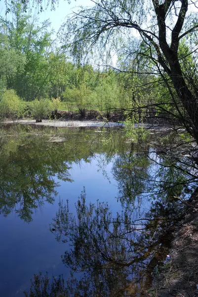 Waldteich — Stockfoto