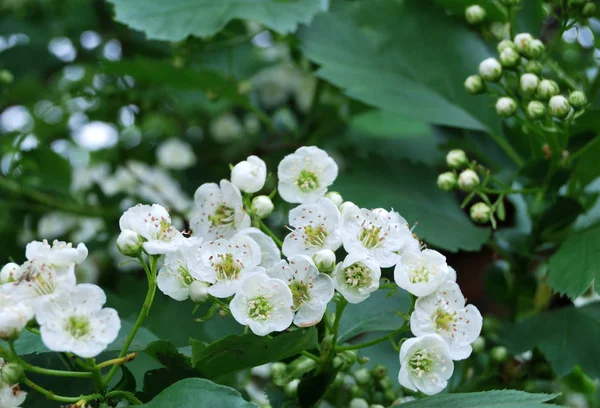 Weißdornblüte — Stockfoto