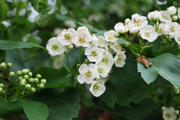 Weißdornblüte — Stockfoto