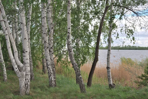 Высокая родниковая вода на Иртыше — стоковое фото