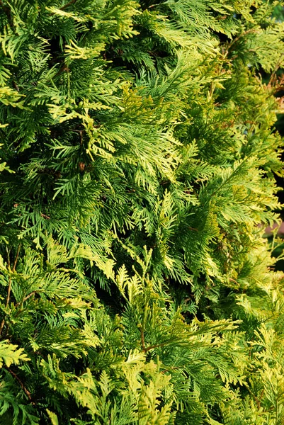 Thuja occidentalis Golden Smaragd — Photo