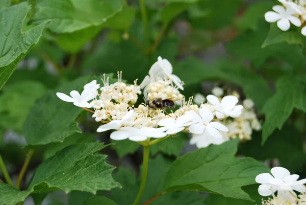 Viburnum — Stockfoto