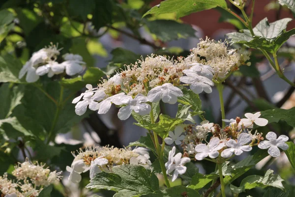 Viburnum — Stockfoto