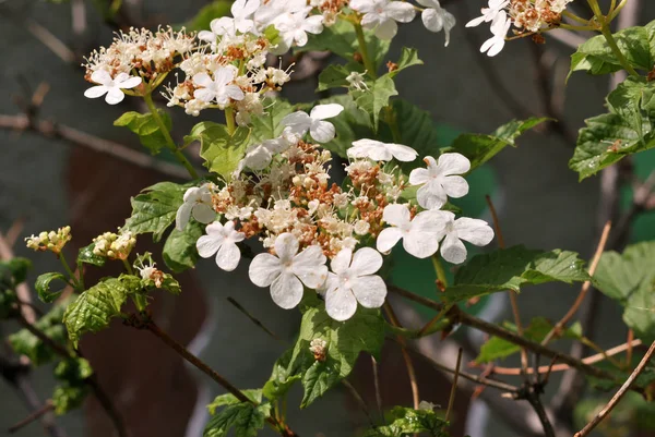 Viburnum — Stockfoto