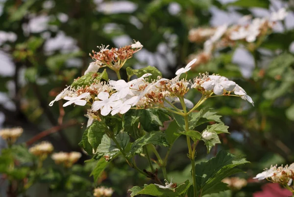 Viburnum. — Fotografia de Stock