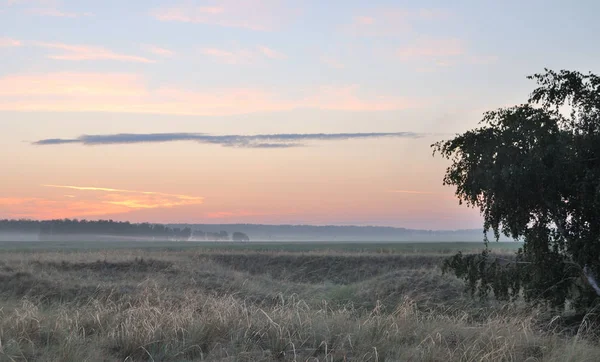 Reggel a mezőn — Stock Fotó