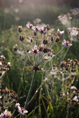 Örümcek ağındaki çiğ tanesi