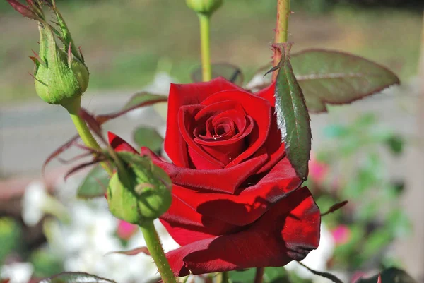 Moning rose — Stock Photo, Image