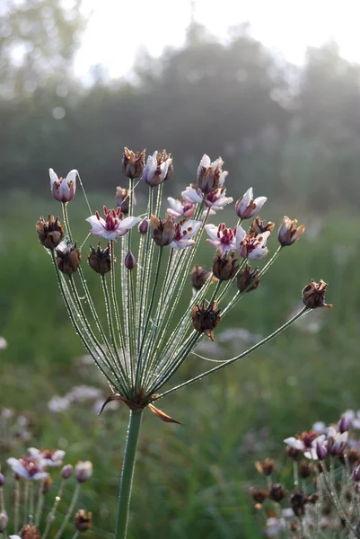 Rosée sur une toile d'araignée — Photo