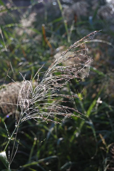 Dauw op een spinnenweb — Stockfoto