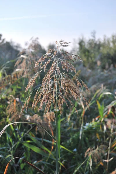 Rugiada su una ragnatela — Foto Stock