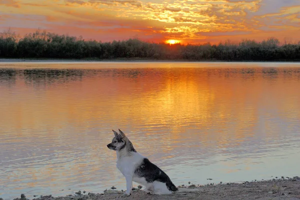 Tarde en el río Irtysh, región de Omsk, Siberia, Rusia —  Fotos de Stock