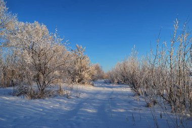 Akşamları Irtysh Nehri, Omsk Bölgesi, Sibirya, Rusya       