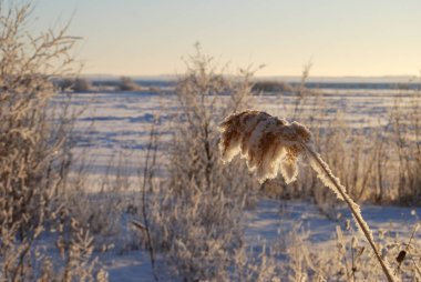 Karla kaplı bitkiler, Omsk bölgesi, Rusya