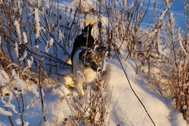 Akşamları Irtysh Nehri, Omsk Bölgesi, Sibirya, Rusya       