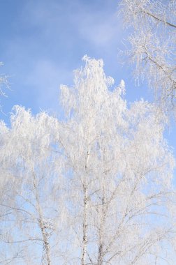 Karla kaplı bitkiler, Omsk bölgesi, Rusya