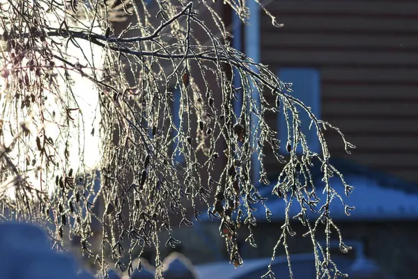 Branches of trees covered with hoarfrost in the first rays of th — Stock Photo, Image