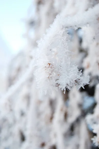 Plantas cobertas de neve, região de Omsk, Rússia — Fotografia de Stock