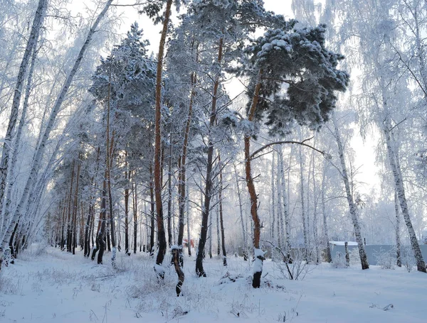 Inverno Floresta siberiana, região de Omsk — Fotografia de Stock